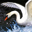Swan Dive